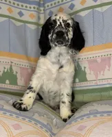 Bandit, a male English Cocker Spaniel for sale in San Bernardino, CA – 1 of 4
