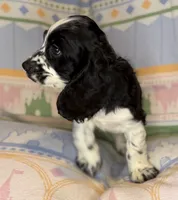Finn, a male English Cocker Spaniel for sale in San Bernardino, CA – 4 of 4