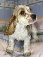 Teddy, a male English Cocker Spaniel for sale in San Bernardino, CA – 2 of 4