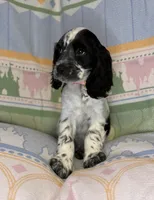 Luna, a female English Cocker Spaniel for sale in San Bernardino, CA – 2 of 3