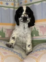 Oliver, a male English Cocker Spaniel for sale in San Bernardino, CA – 3 of 3