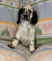 Bandit, a male English Cocker Spaniel for sale in San Bernardino, CA – 2 of 4