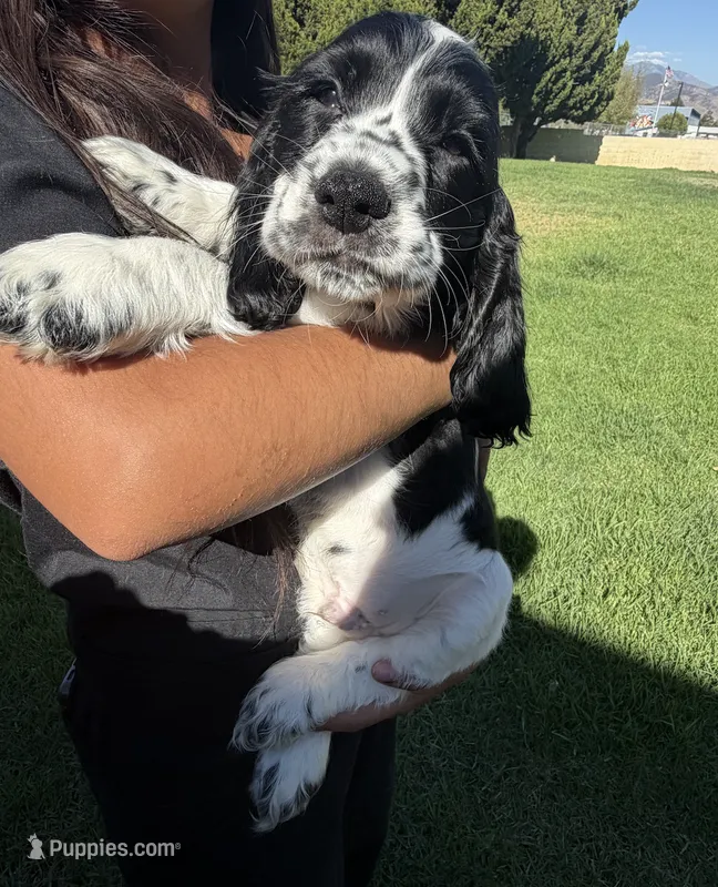 Beau – English Cocker Spaniel puppy for sale in San Bernardino, CA