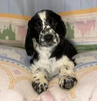 Finn, a male English Cocker Spaniel for sale in San Bernardino, CA – 2 of 4