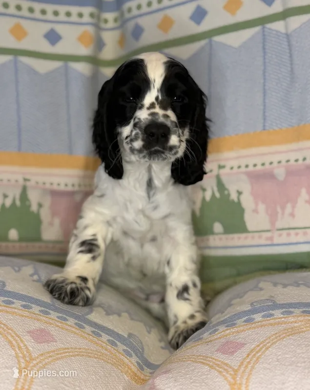 Oliver – English Cocker Spaniel puppy for sale in San Bernardino, CA