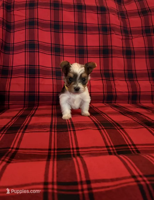 Dansbury – Yorkshire Terrier puppy for sale in Chester, SC