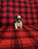 Dansbury, a male Yorkshire Terrier for sale in Chester, SC – 1 of 6