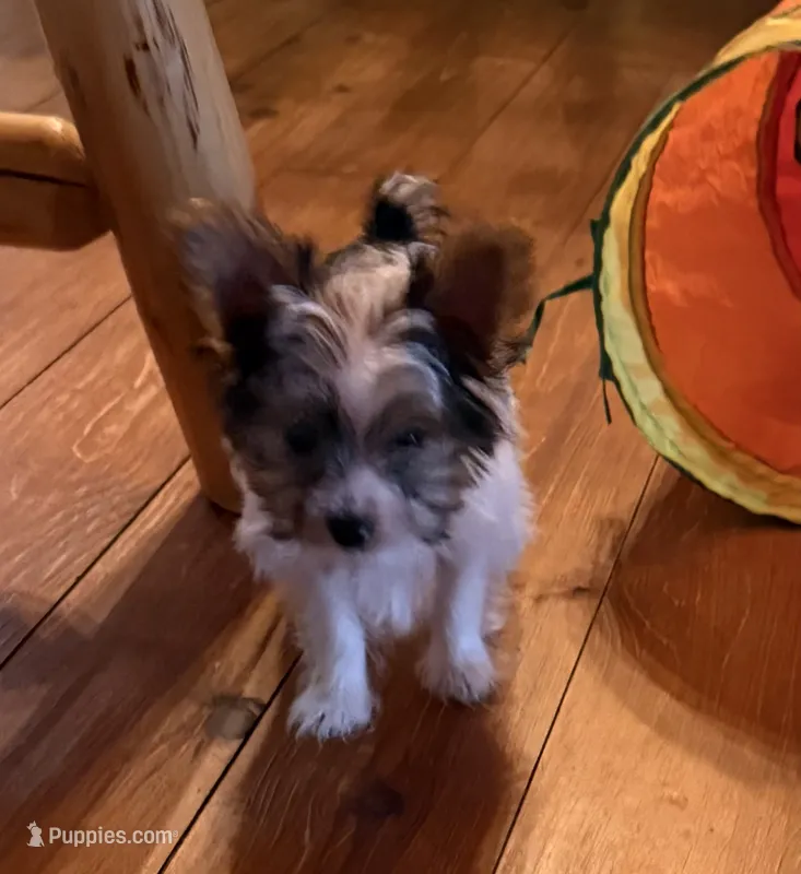 Buckley – Yorkshire Terrier puppy for sale in Chester, SC