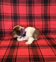 Khloe, a female Yorkshire Terrier for sale in Chester, SC – 3 of 4
