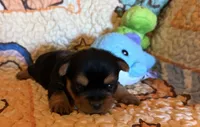 Darla, a female Yorkshire Terrier for sale in Chester, SC – 6 of 10