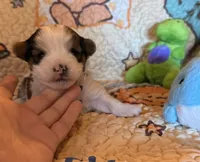 Binky, a male Yorkshire Terrier for sale in Chester, SC – 4 of 9