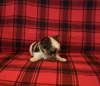 Dansbury, a male Yorkshire Terrier for sale in Chester, SC – 5 of 6