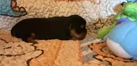 Darla, a female Yorkshire Terrier for sale in Chester, SC – 2 of 10