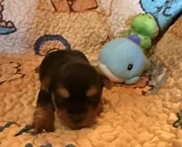 Darla, a female Yorkshire Terrier for sale in Chester, SC – 5 of 10