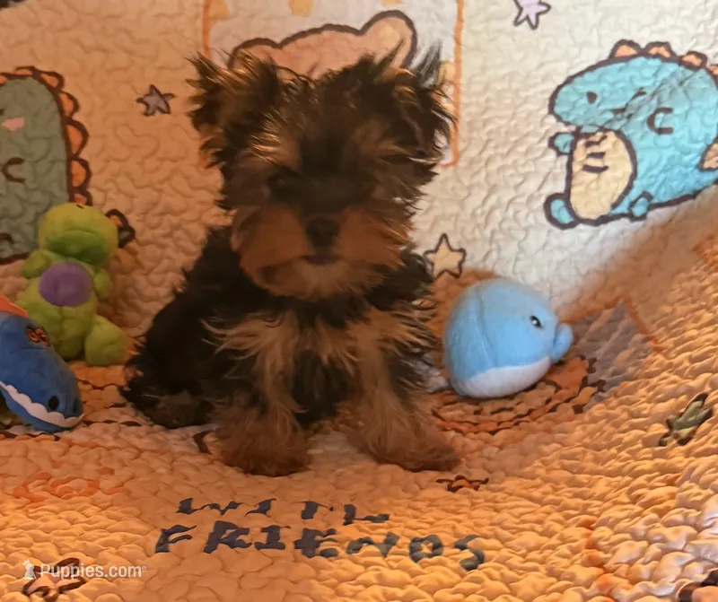Pixie – Yorkshire Terrier puppy for sale in Chester, SC