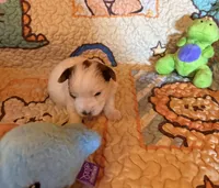 Nibbles, a male Yorkshire Terrier for sale in Chester, SC – 5 of 10