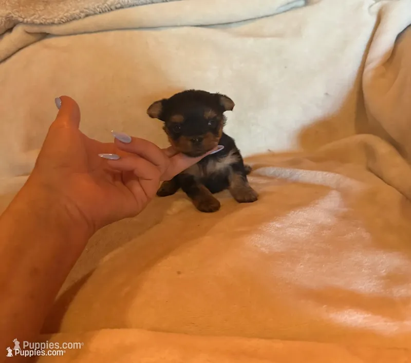 Pixie – Yorkshire Terrier puppy for sale in Chester, SC