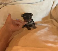 Pixie, a female Yorkshire Terrier for sale in Chester, SC – 4 of 4