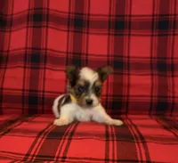 Dansbury, a male Yorkshire Terrier for sale in Chester, SC – 3 of 6
