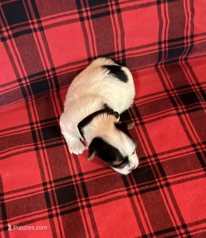 Coco – Yorkshire Terrier puppy for sale in Chester, SC