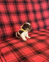 Dansbury, a male Yorkshire Terrier for sale in Chester, SC – 6 of 6