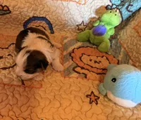 Binky, a male Yorkshire Terrier for sale in Chester, SC – 5 of 9