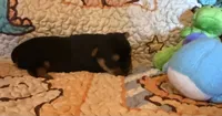 Darla, a female Yorkshire Terrier for sale in Chester, SC – 3 of 10