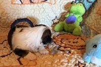 Binky, a male Yorkshire Terrier for sale in Chester, SC – 3 of 9