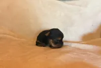 Pixie, a female Yorkshire Terrier for sale in Chester, SC – 2 of 4