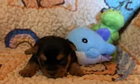 Darla, a female Yorkshire Terrier for sale in Chester, SC – 8 of 10