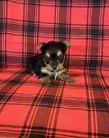 Penelope, a female Yorkshire Terrier for sale in Chester, SC – 2 of 3