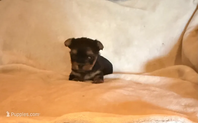 Pixie – Yorkshire Terrier puppy for sale in Chester, SC