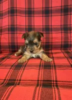 Gizmo, a male Yorkshire Terrier for sale in Chester, SC – 3 of 3