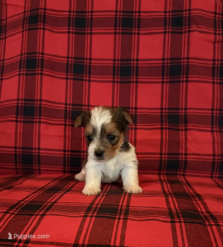 Khloe – Yorkshire Terrier puppy for sale in Chester, SC