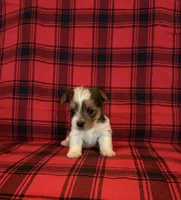 Khloe, a female Yorkshire Terrier for sale in Chester, SC – 1 of 4