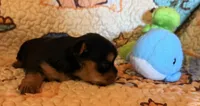 Darla, a female Yorkshire Terrier for sale in Chester, SC – 9 of 10