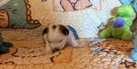 Nibbles, a male Yorkshire Terrier for sale in Chester, SC – 2 of 10