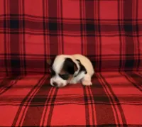 Coco, a female Yorkshire Terrier for sale in Chester, SC – 4 of 6