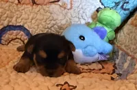 Darla, a female Yorkshire Terrier for sale in Chester, SC – 7 of 10