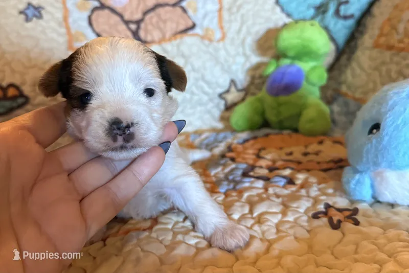 Nibbles – Yorkshire Terrier puppy for sale in Chester, SC