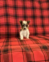 Dansbury, a male Yorkshire Terrier for sale in Chester, SC – 4 of 6