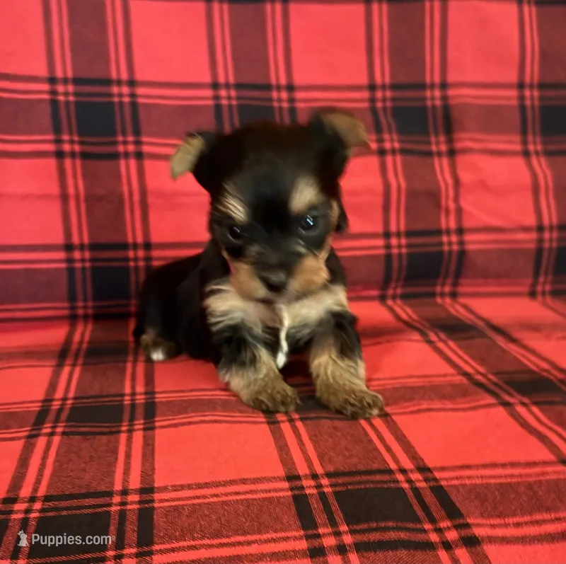 Penelope – Yorkshire Terrier puppy for sale in Chester, SC