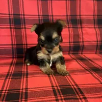 Penelope, a female Yorkshire Terrier for sale in Chester, SC – 1 of 3