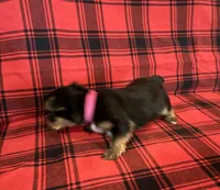 Penelope, a female Yorkshire Terrier for sale in Chester, SC – 3 of 3