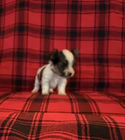 Buckley, a male Yorkshire Terrier for sale in Chester, SC – 2 of 3