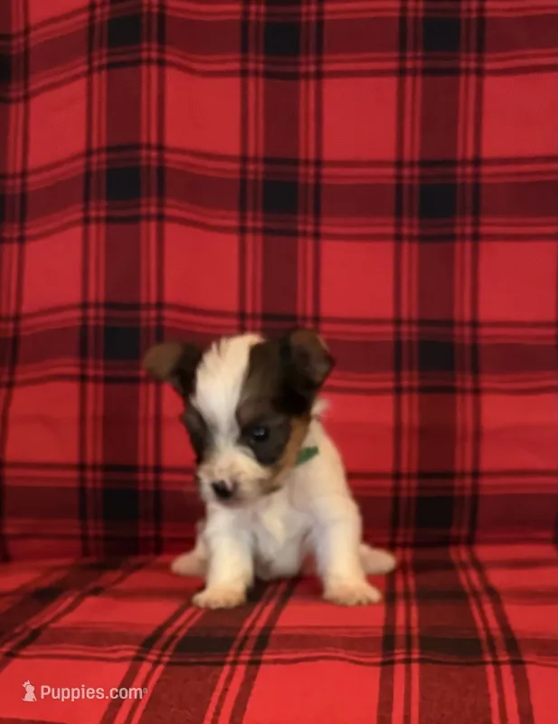 Buckley – Yorkshire Terrier puppy for sale in Chester, SC