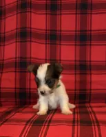 Buckley, a male Yorkshire Terrier for sale in Chester, SC – 1 of 3