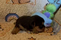 Darla, a female Yorkshire Terrier for sale in Chester, SC – 10 of 10