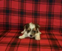 Khloe, a female Yorkshire Terrier for sale in Chester, SC – 2 of 4
