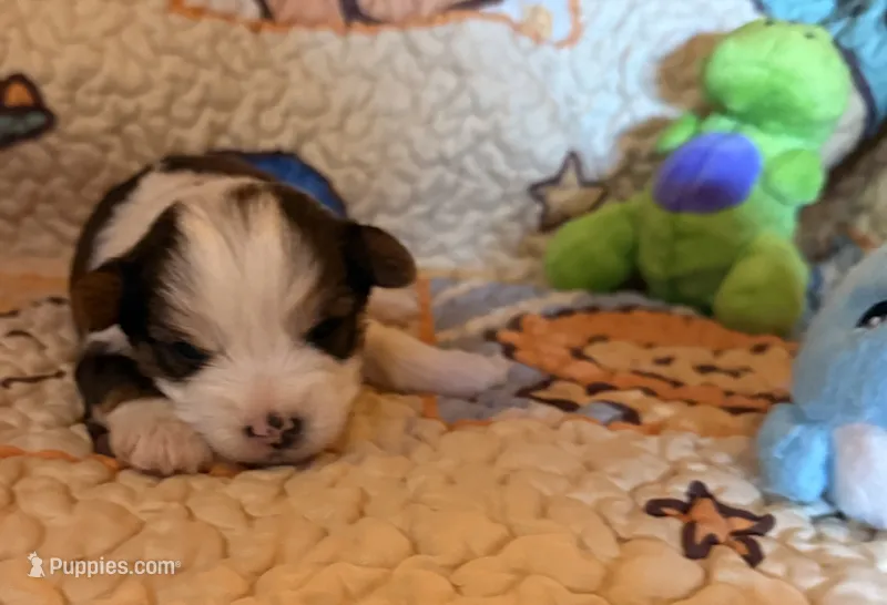 Binky – Yorkshire Terrier puppy for sale in Chester, SC